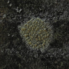 Lecanora polytropa