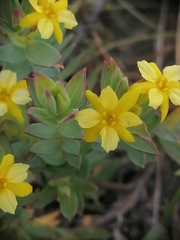 Gnidia styphelioides