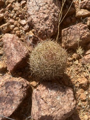 Echinomastus intertextus dasyacanthus