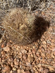 Echinomastus intertextus dasyacanthus