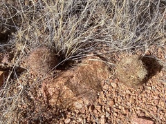 Echinomastus intertextus dasyacanthus