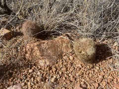 Echinomastus intertextus dasyacanthus