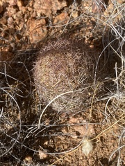 Echinomastus intertextus dasyacanthus