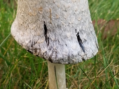 Coprinus comatus