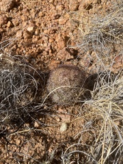 Echinomastus intertextus dasyacanthus