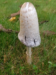 Coprinus comatus