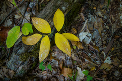 Uvularia sessilifolia