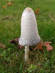 Coprinus comatus