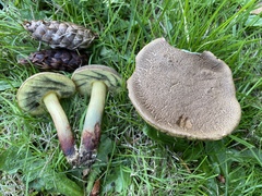 Xerocomellus diffractus