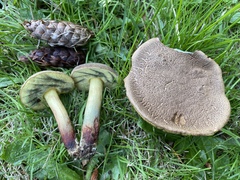 Xerocomellus diffractus