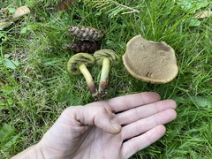 Xerocomellus diffractus