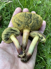 Xerocomellus diffractus