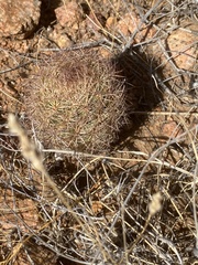 Echinomastus intertextus dasyacanthus