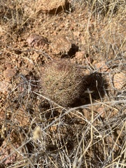 Echinomastus intertextus dasyacanthus