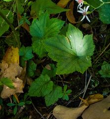 Tiarella stolonifera