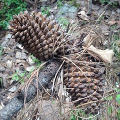 Pinus pseudostrobus apulcensis