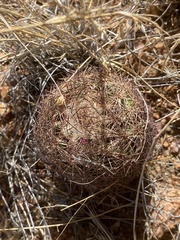 Echinomastus intertextus dasyacanthus