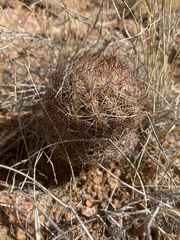 Echinomastus intertextus dasyacanthus