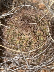 Echinomastus intertextus dasyacanthus