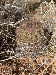 Echinomastus intertextus dasyacanthus