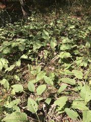 Parthenium auriculatum