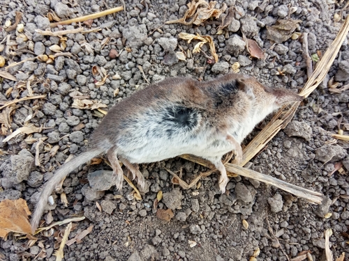 Lesser White-toothed Shrew