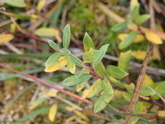 Salix repens