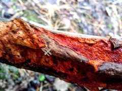 Phanerochaete sanguinea