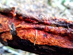 Phanerochaete sanguinea