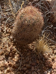 Echinomastus intertextus dasyacanthus