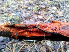 Phanerochaete sanguinea