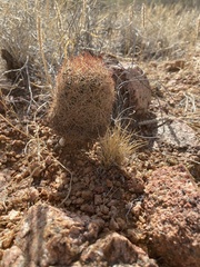 Echinomastus intertextus dasyacanthus