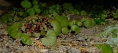 Crassula dentata