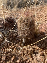 Echinomastus intertextus dasyacanthus