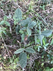 Rhynchosia tomentosa