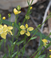 Linum neomexicanum