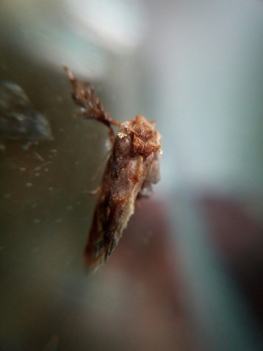 Isochaetes beutenmuelleri