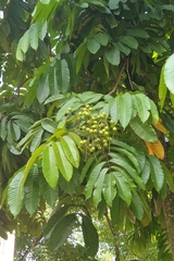 Pometia pinnata