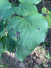 Vernicia fordii