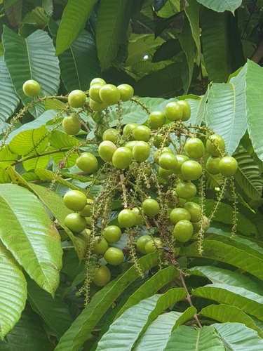 Pometia pinnata