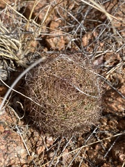 Echinomastus intertextus dasyacanthus