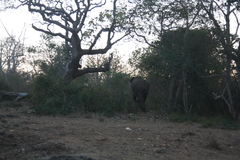 Elephas maximus