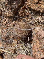 Echinomastus intertextus dasyacanthus