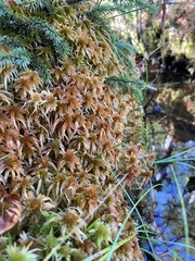 Sphagnum flavicomans