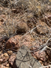 Echinomastus intertextus dasyacanthus