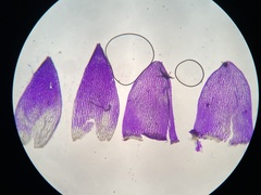 Sphagnum flavicomans