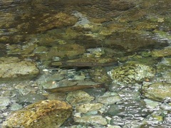 Salmo marmoratus