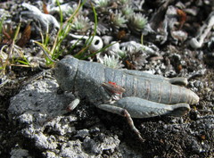 Brachaspis nivalis