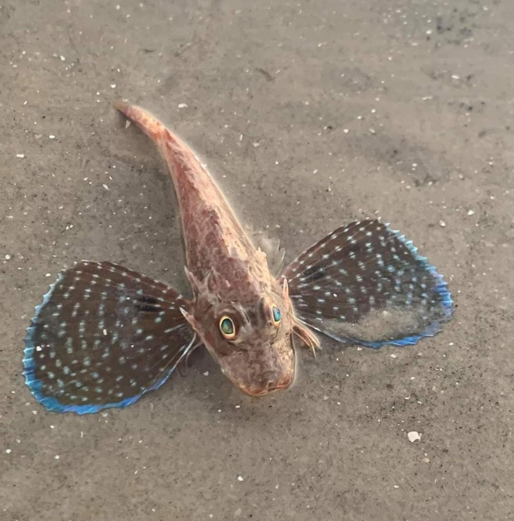 Bluespotted searobin (Prionotus roseus) — Triglidae