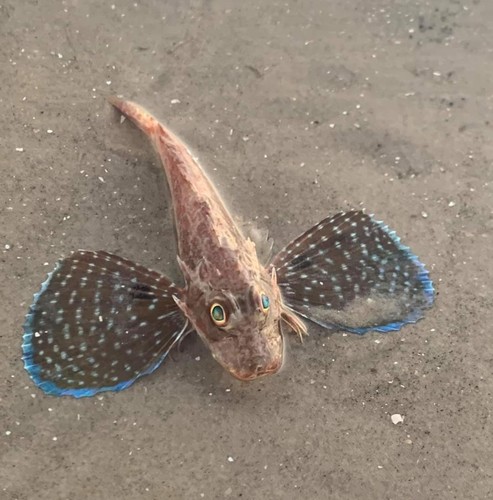 Bluespotted searobin (Prionotus roseus) — Triglidae
